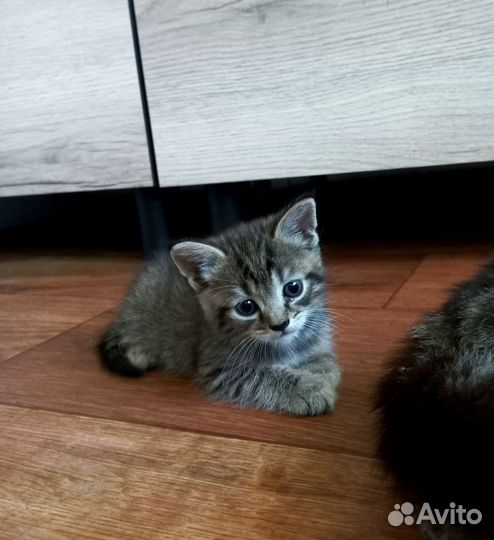 Отдам котят в добрые руки