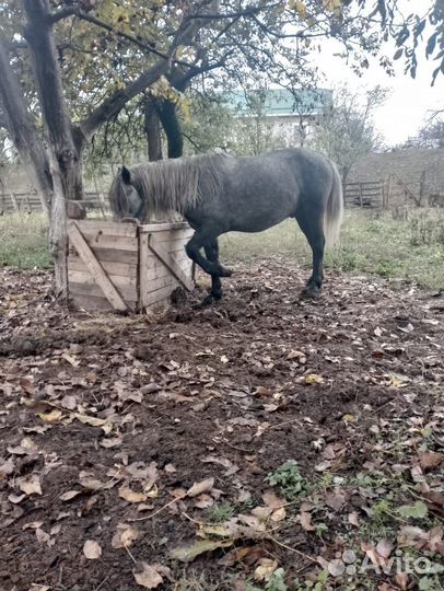 Жеребец 3 года