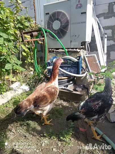 Бойцовые куры