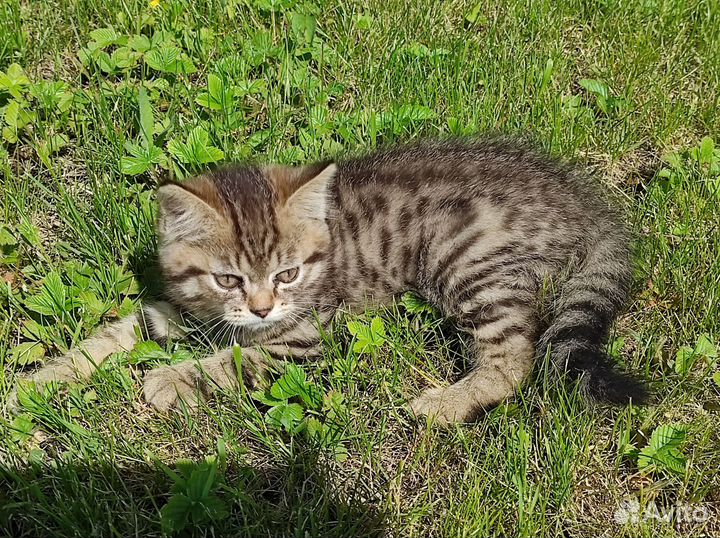 Котик, мальчик