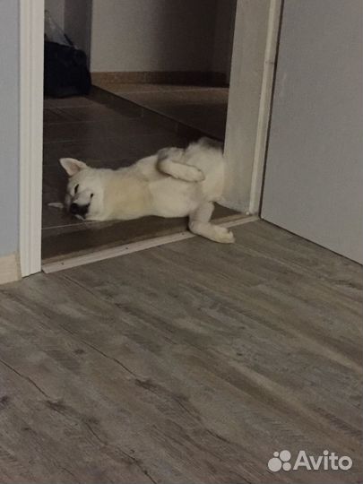 Хаски бесплатно