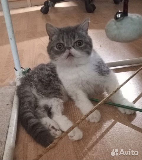 Экзотический кот