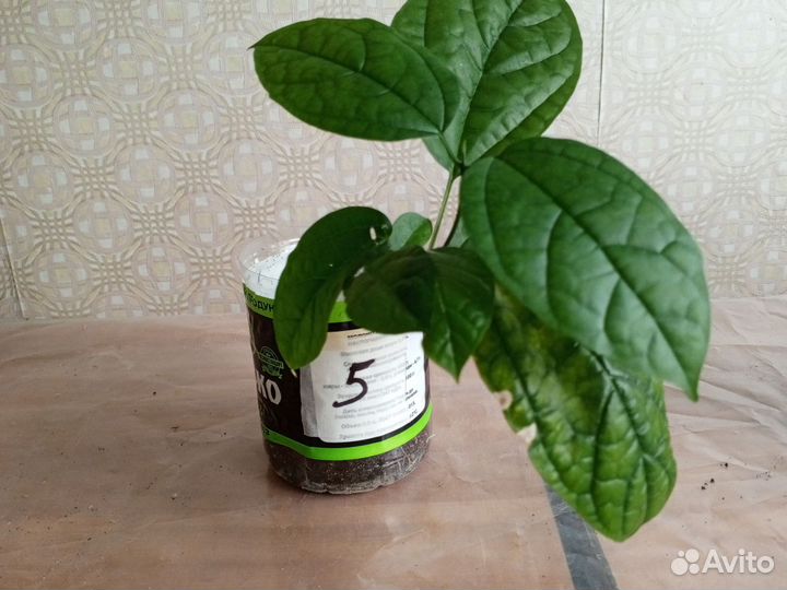 Клеродендрум госпожи томпсон