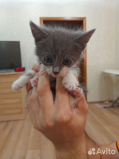 Отдам котика в хорошие руки