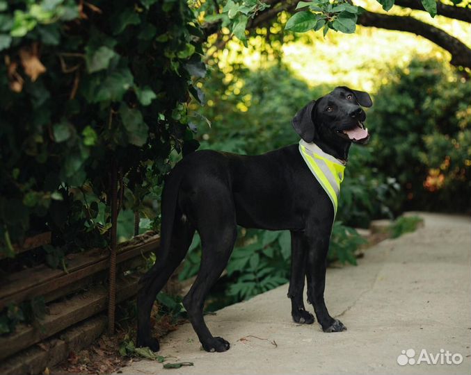 Интересный щенок девочка в добрые руки