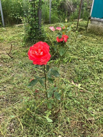 Дача 22 м² на участке 6 сот.