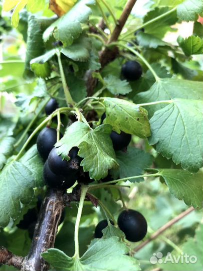 Иошта-ягодный кустарник