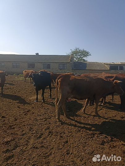 Корова стельная дойная