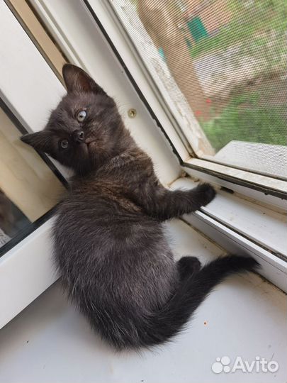 Котенок мальчик серый