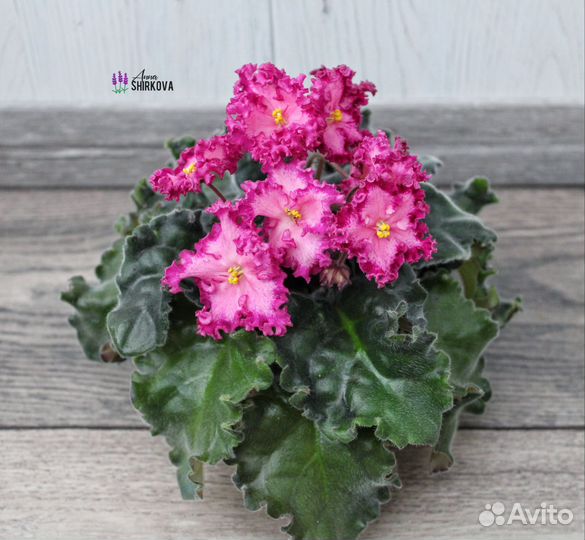 Набор листиков сортовых фиалок (6 сортов)