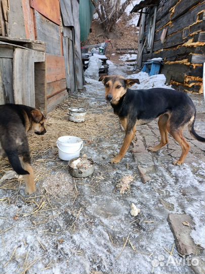 Щенок в добрые руки