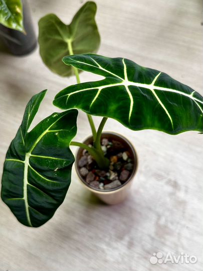 Алоказия мишольца фрайдек