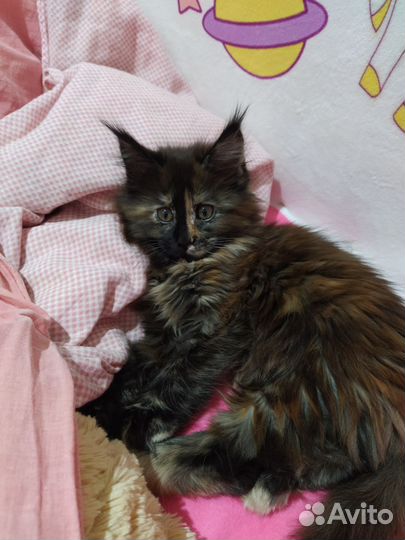 Котята Мейн-кун (Полидакт и классик)