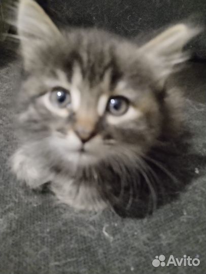 Отдам в добрые руки