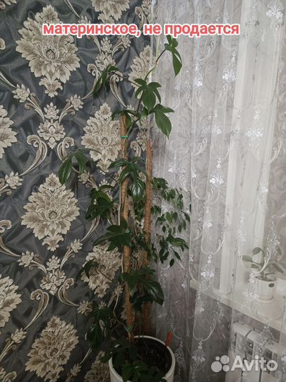 Комнатные цветы