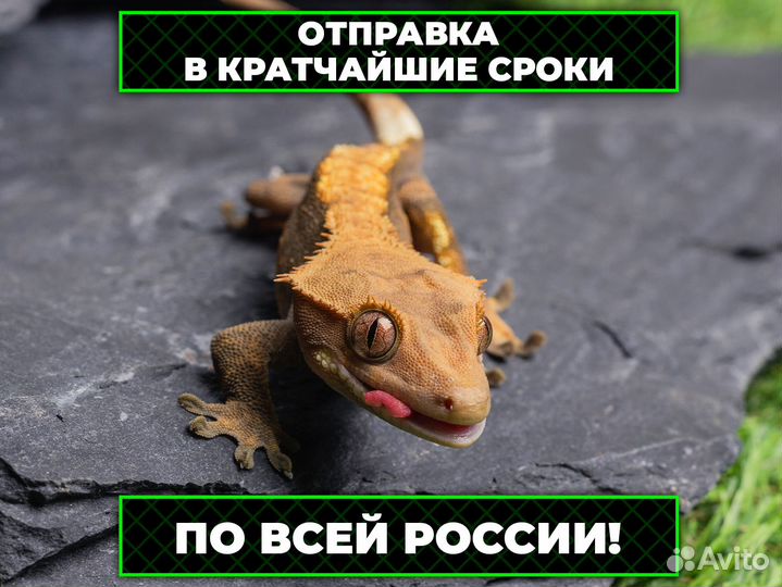Синеязыкий сцинк