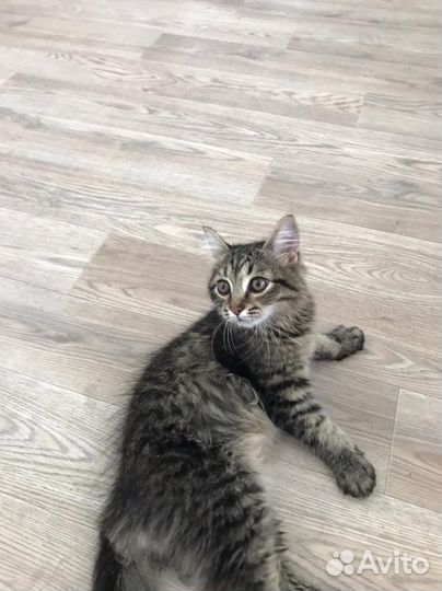 Очень Ласковый котенок