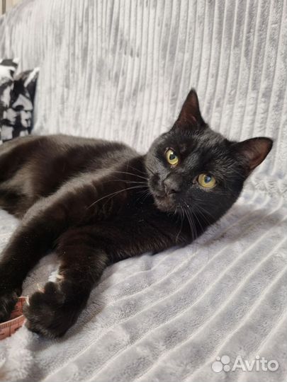 Иззи ищет родителей