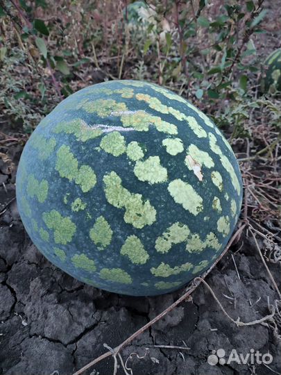 Арбуз (холодок)