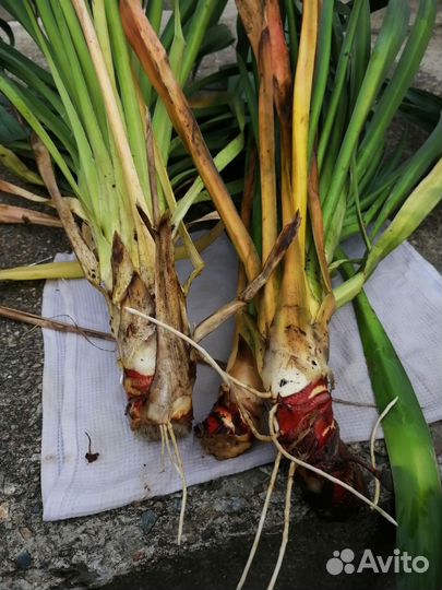 Юкка - саженцы