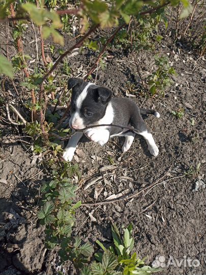Щенки девочки в добрые руки