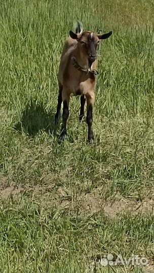 Козел на вязку