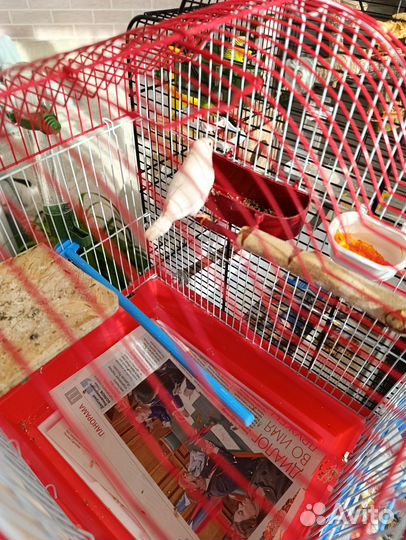 Амадин (девочка)