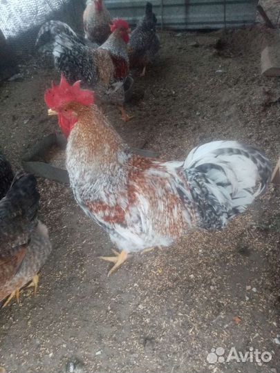 Инкубационное яйцо породистой птицы и цеплят