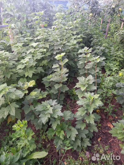 Рассада клубники и смородины