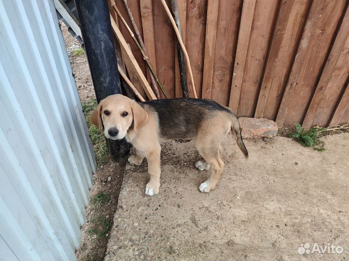 Щенки русской гончей