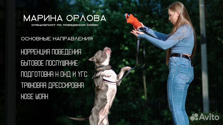 Дрессировка собак