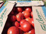 Продаются помидоры, болгарский перец
