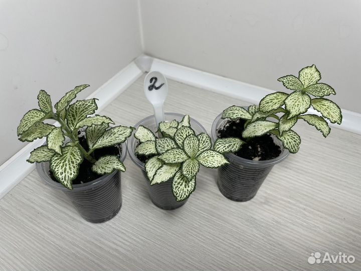 Фиттонии комнатные цветы