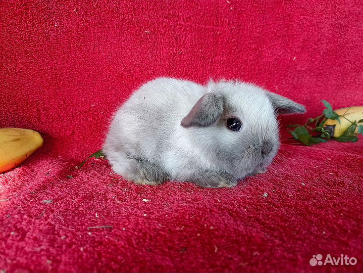 Декоративные мини кролики