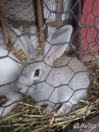 Продам кроликов