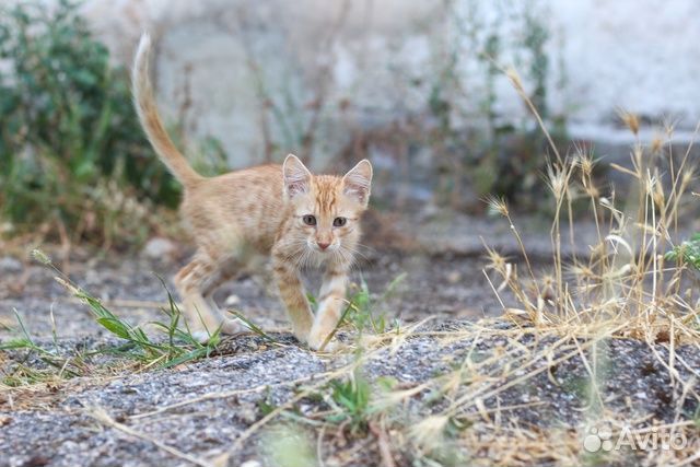Рыжий котенок
