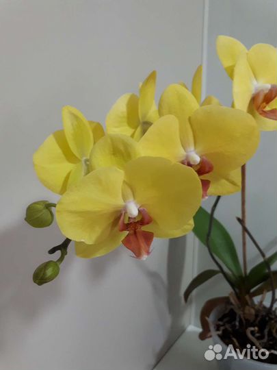 Орхидея фаленопсис