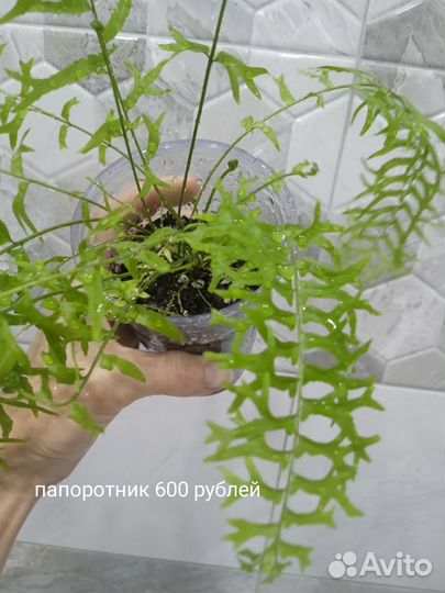 Комнатные цветы