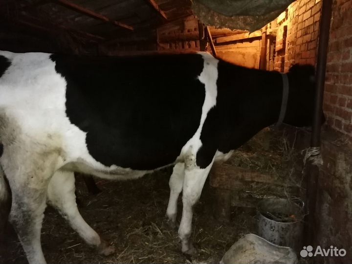 Корова и тёлка