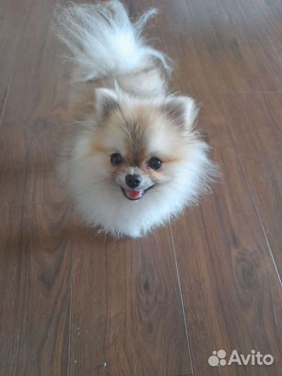 Померанский шпиц