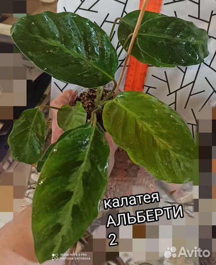 Калатеи Альберти, White Star, Маккоя