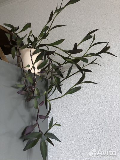 Традесканция сеткреазия