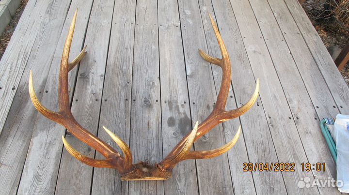 Рога марала (Благородный олень Восточные Саяны)