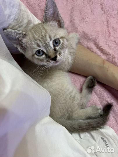 Котенок мальчик