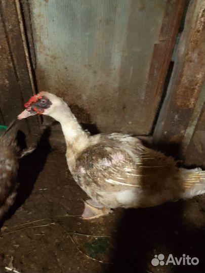 Индоутки и индоут