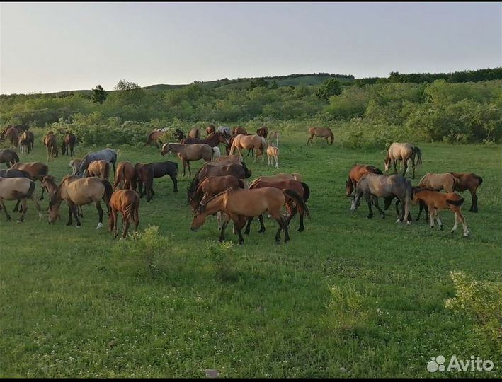 Лошадь обученная