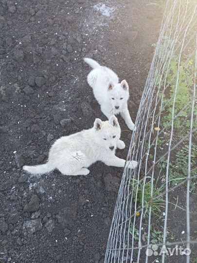Щенки хаски бесплатно