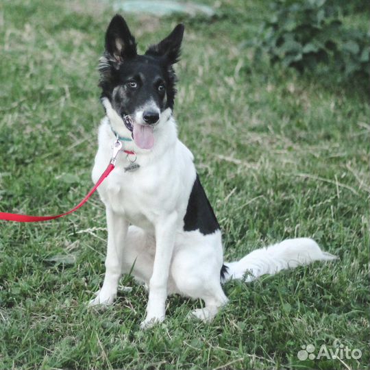 Подросток метис колли Луна в дар