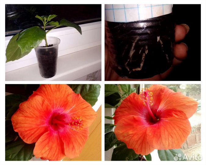 Сортовый гибискус