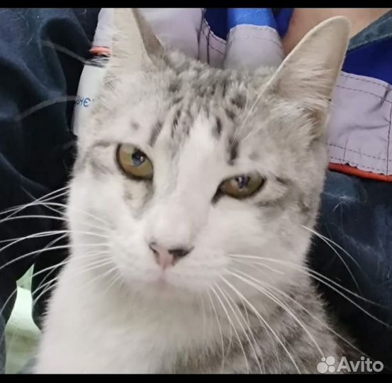 Найдена кошка